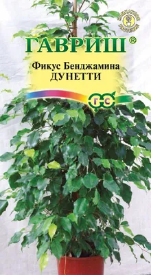 Фикус Бенджамина Кинки в джуте 12-30 заказать в Москве недорого с  доставкой. Flowmagic - магазин горшечных растений.