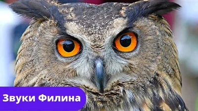 В Хабаровском крае впервые нашли гнездо филина