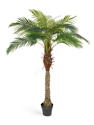 Финиковая пальма малая 120 см. купить по выгодной цене в интернет-магазине  KALINA