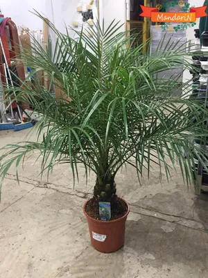 Финиковая пальма БЕЗ КАШПО 150 см купить по выгодной цене в  интернет-магазине KALINA
