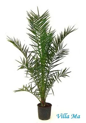 Растение искусственное Inbloom \"Финиковая пальма\" купить с выгодой в  Галамарт