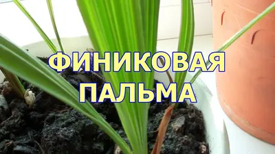 Пальма Финиковая/ Финик Робелини, Н-130см - Растения77.рф