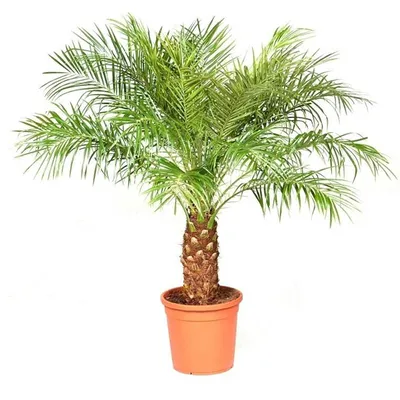 Финиковая пальма Продаю Финиковую пальму. Высота примерно | Комнатные  растения в Омске – БесплатныеОбъявления.рф