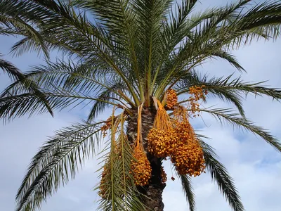 Финиковая пальма пейзаж, панорама, …» — создано в Шедевруме