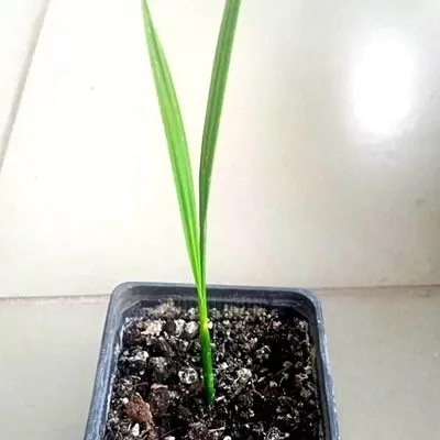 The date palm from seeds video - YouTube