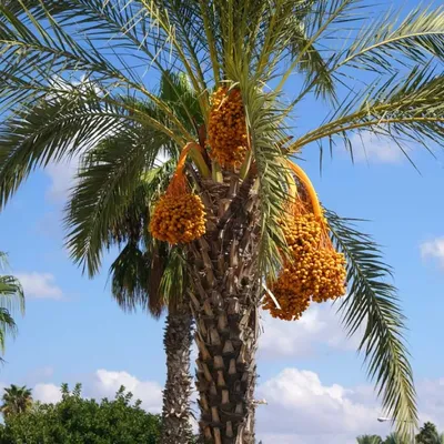 Семена Финики сорт Шахаби 5 ШТ, Финиковая пальма | AliExpress