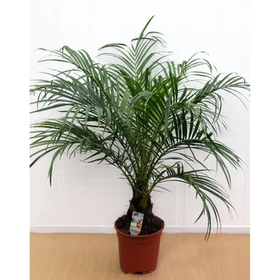 Листья финиковой пальмы – букет из 3 шт. + упаковка - OBJECTS