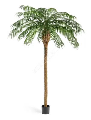 Финиковая пальма де Люкс 10.33007N – купить в Москве