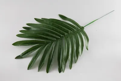 IRNA Pусский - Финиковая пальма — невеста тропических деревьев