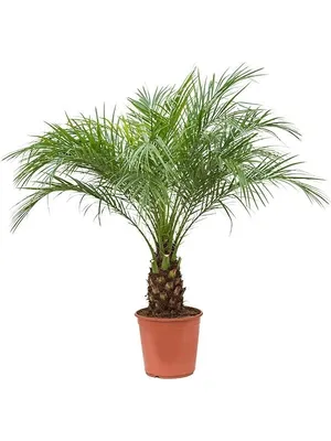 Финиковая пальма Робелена купить недорого в Москве | Комнатное растение Финиковая  пальма Робелена в интернет-магазине с доставкой по РФ