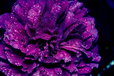 Красивые картинки фиолетового цвета - 81 фото