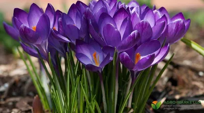 Фиолетовые цветы - перечень топ-цветов | Agro-Market