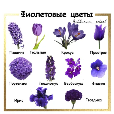 10 Фиолетовых цветов | Блог Екатерины Лошкарёвой | Дзен