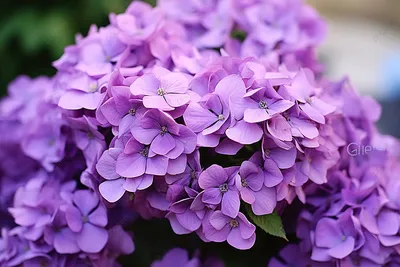 эти фиолетовые цветы — самые красивые фиолетовые цветы, высокое разрешение,  цветок, фиолетовый цветок фон картинки и Фото для бесплатной загрузки