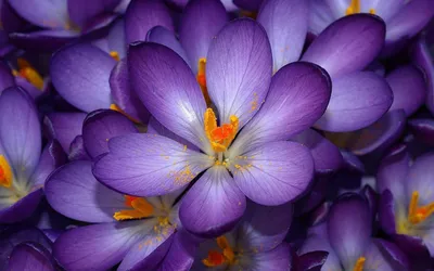 Белые и фиолетовые цветы в коробке - Cyprus Flower