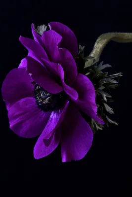 Фото и картинки фиолетовых цветов с названиями