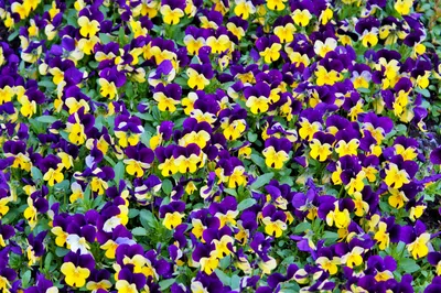 Фиолетовые цветы на черном фоне (45 фото) | Экзотические цветы, Фиолетовые  цветы, Фотография цветов