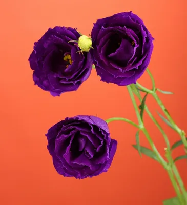Открытка \"С 8 марта!\", Фиолетовые цветы | Международный женский день