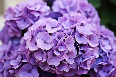 Фиолетовые цветы · Бесплатные стоковые фото