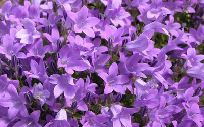 фиолетовые цветы с росой стоковое фото. изображение насчитывающей пурпурово  - 215995818