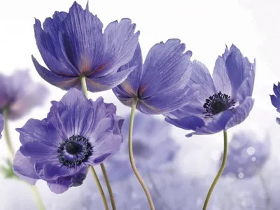 Светло фиолетовые цветы с названиями