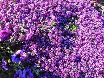 Самые красивые - сиреневые и фиолетовые цветы! Непрерывное цветение |  Цветущий мир | Дзен