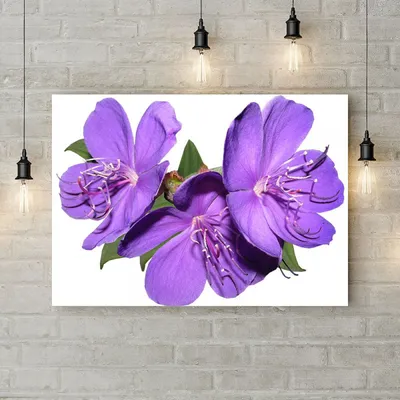 Светло фиолетовые цветы - 70 фото