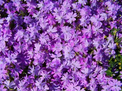 Флориография Фиолетовые цветы …» — создано в Шедевруме