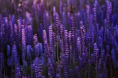 Бесплатные Фиолетовые цветы стоковые фотографии | FreeImages