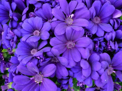 Картина маслом \"Фиолетовые цветы\" — В интерьер