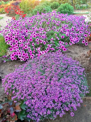 красивые фиолетовые цветы декоративного лука. аллий гигантей пурпурные цветы,  растущие в саду Стоковое Изображение - изображение насчитывающей промахов,  семья: 221941057