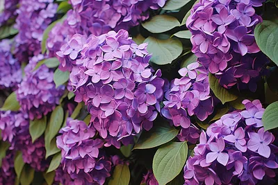 Красивые фиолетовые цветы - онлайн-пазл