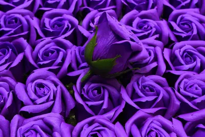 Яркие Фиолетовые Цветы — стоковые фотографии и другие картинки Без людей -  Без людей, Ботаника, Вертикальный - iStock