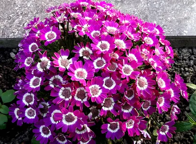фиолетовые цветы растущие на зеленых ветвях, высокое разрешение, цветок, фиолетовый  цветок фон картинки и Фото для бесплатной загрузки
