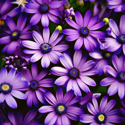 Картина маслом \"Фиолетовые цветы\" — В интерьер