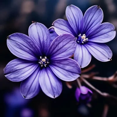 ◽▫️◽▫️ маленькие фиолетовые цветы, …» — создано в Шедевруме