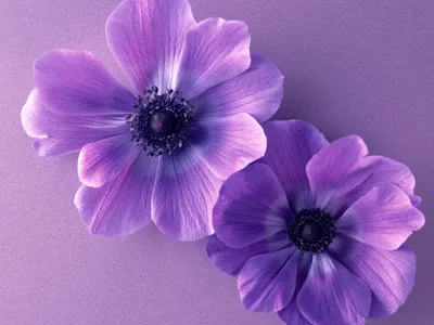 Фиолетовые эстетичные картинки - 85 фото