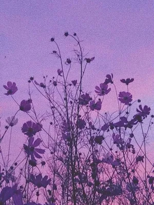 purple #фиолетовый #aesthetic #эстетика #flowers #цветы #обои #wallpaper  #foundalighter | Пейзажи, Цветочная живопись на холсте, Фиолетовые фоны