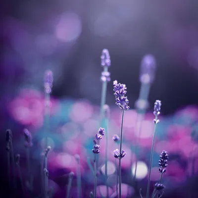 Фиолетовые оттенки с натуральными красителями : Откройте для себя яркие  оттенки - IMBAREX | Natural Colors