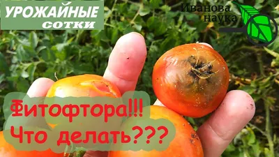Фитофтора: как спасти пасленовые от фитофтороза – томаты, перец, баклажаны