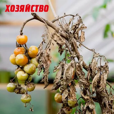 Фитофтора на помидорах - как бороться, советы | РБК Украина