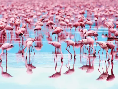 Интерьерная картина на холсте \"Розовый фламинго\" птицы и животные, размер  30x40 см - купить по низкой цене в интернет-магазине OZON (510981243)