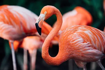 Где обитают розовые фламинго в Доминикане? В каких отелях Пунта Каны можно  их увидеть?