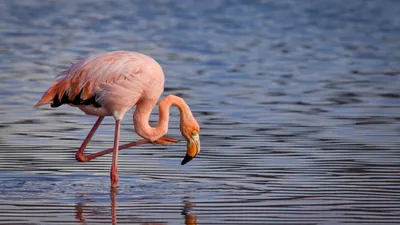 Розовый фламинго заблудился и случайно попал в Нижегородскую область:  Природа: Моя страна: Lenta.ru