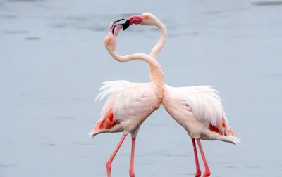 Андский фламинго — Википедия