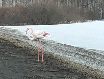 Фотообои Розовые фламинго на озере на стену. Купить фотообои Розовые  фламинго на озере в интернет-магазине WallArt