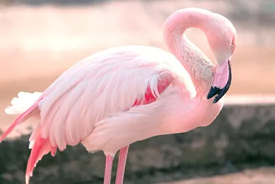 Розовый фламинго — Фото №1437313