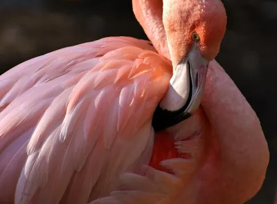 Розовые фламинго под Одессой впервые привели потомство - фото | РБК Украина