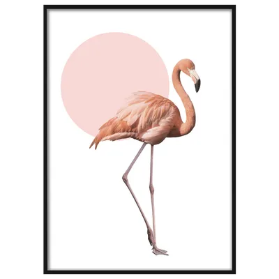 Фламинго крыло / Flamingo Wing Stock Vector | Adobe Stock