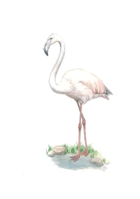 Фотообои \"Фламинго в розовом лесу\", 400х275 см - купить по выгодной цене в  интернет-магазине OZON (312569618)